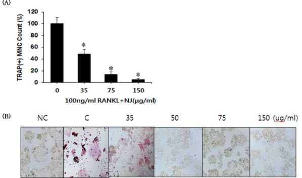 Fig.  1.  Effects of Pyrola japonica extract (NJ) on the formation of tartarate-resistant acid phosphatase positive (TRAP[+] multinucleated  cells [MNCs])