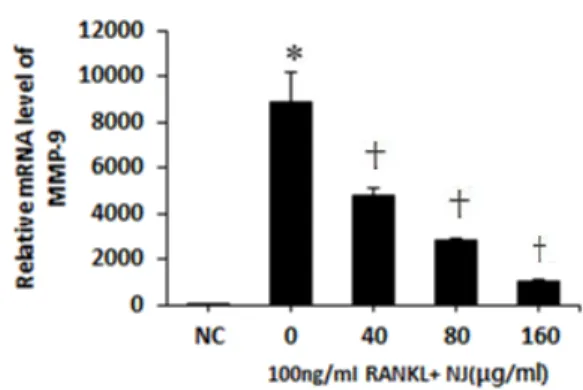 Fig.  6.  Effects  of  homoarbutin  (HA)  on  the  expression  of  cathepsin K in receptor activator of nuclear factor kappa B ligand  (RANKL)  stimulated  osteoclast