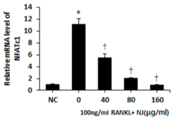 Fig.  10.  Effects  of  homoarbutin  (HA)  on  the  expression  of  tartarate-resistant acid phosphatase (TRAP) in osteoclast