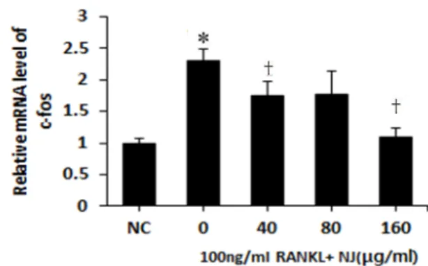 Fig.  13. Effects of Pyrola japonica extract (NJ) on the expression  of cellular Jun-fos (c-fos) in receptor activator of nuclear factor  kappa  B  ligand  (RANKL)  stimulated  osteoclast