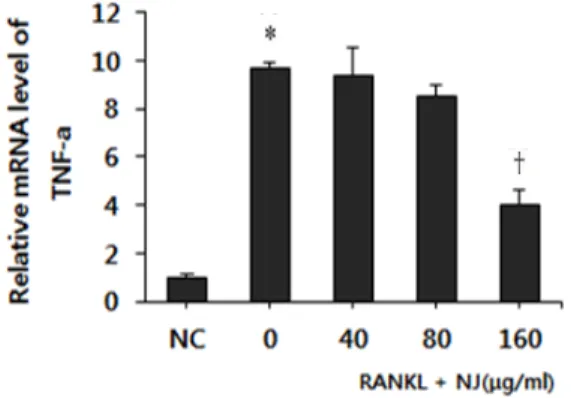 Fig.  17. Effects of Pyrola japonica extract (NJ) on the expression of  interleukin  6  (IL-6)  in  receptor  activator  of  nuclear  factor  kappa B ligand (RANKL) stimulated osteoclast
