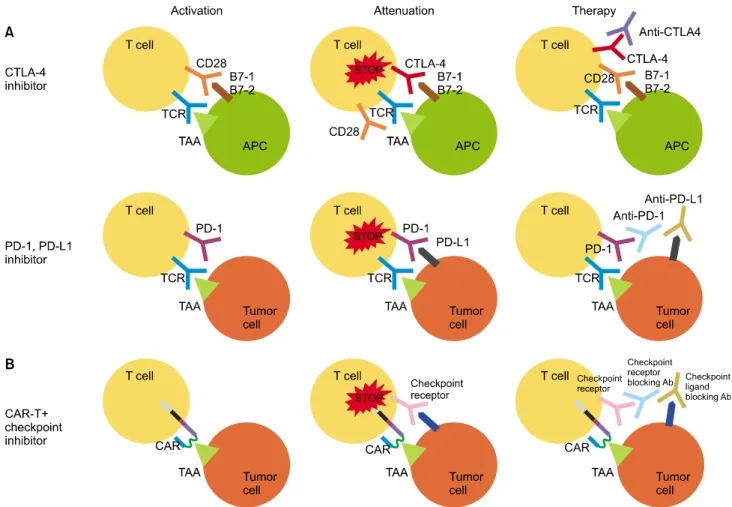 Fig. 1. Schematic diagrams of the mechanisms of action of CTLA-4, PD-1 and PD-L1 blockade with or without chimeric antigen receptor T cell (CAR-T) therapy [36,58]