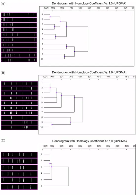 Fig. 1.  RAPD patterns and associated dendrograms of  B. bronchiseptica  strains. (A) RAPD patterns and associated dendrograms of  B.