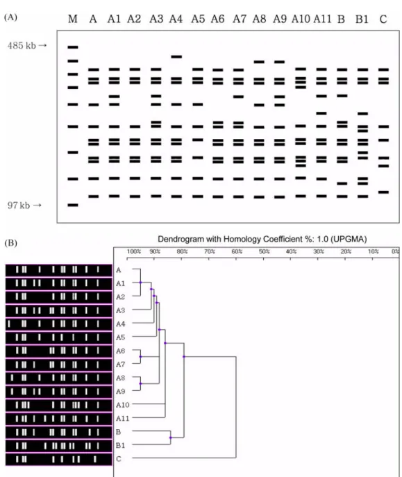 Fig. 2.  Schematic magnification of PFGE patterns and dendrogram of  Xba I PFGE patterns of  B