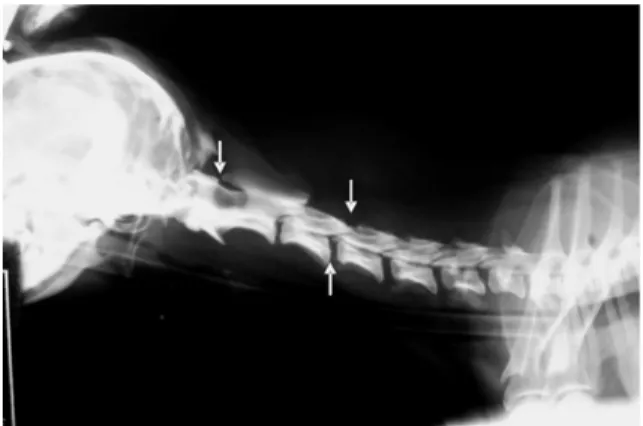Fig. 1.  Lateral cervical myelogram showing dorsal extradural compression pattern (arrowhead) at C1-C2 and C3-C4, probably due to yellow ligament hypertrophy, and ventral extradural compression pattern at C3-C4 compatible to disk disease (arrowhead).