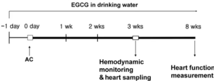 Fig. 1.  Experimental design. One day before the operation, rats were randomly treated with EGCG or no drug