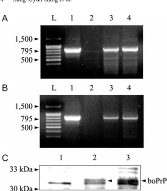 Fig. 1.  Analysis of CHO-K1 cells transfected with bovine  Prnp