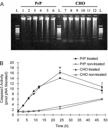 Fig. 4.  Analysis of apoptotic cell death. To induce apoptosis, both CHO-K1 cells transfected with bovine  Prnp  (PrP) and  wild-type CHO-K1 (CHO) were treated with 200 µ g/ml of cyclohexamide and harvested at each time point (0, 3, 6, 9, 12 and 24 h)