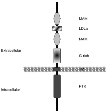 Fig. 1. Structure of human ALK. Alk has the typical feature of tyrosine kinase receptor