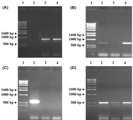 Fig. 1.  Amplification of genes encoding for florfenicol and chloramphenicol resistance determinants