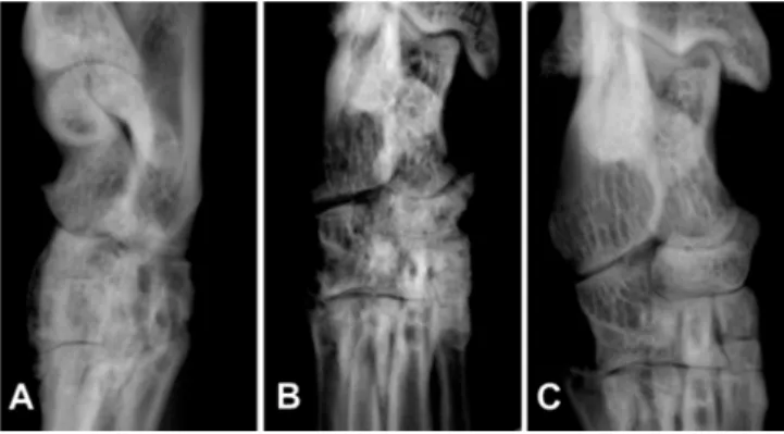 Fig. 2.  Lateral (A) and dorsoplantar (B) radiographs of the right pelvic limb of the case 2