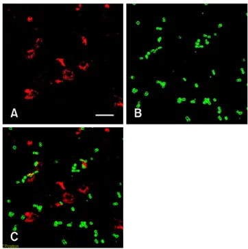 Fig. 3. Phase contrast image of PC12 cells and MSCs. (A) MSCs cultured alone for 3 days