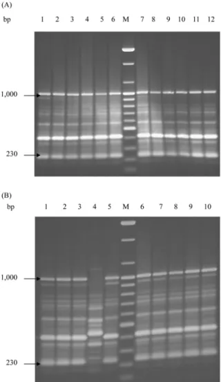 Fig. 1.  DNA fingerprint patterns of  S. Enteritidis strains from human (A) and chicken (B) by rep-PCR with the ERIC primers.