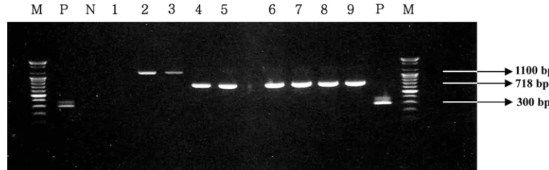 Fig. 1 . Representative amplification products obtained using the multiplex PCR assay for detection of streptococcus species in flounder fish
