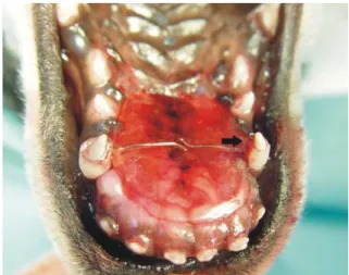Fig. 2.  Dental implant (resin) and stone.