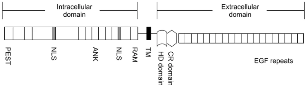 Fig. 1. Schematic drawing of NOTCH1 structure. NOTCH1 is a heterodimer composed of extracellular domain and intracellular  domain