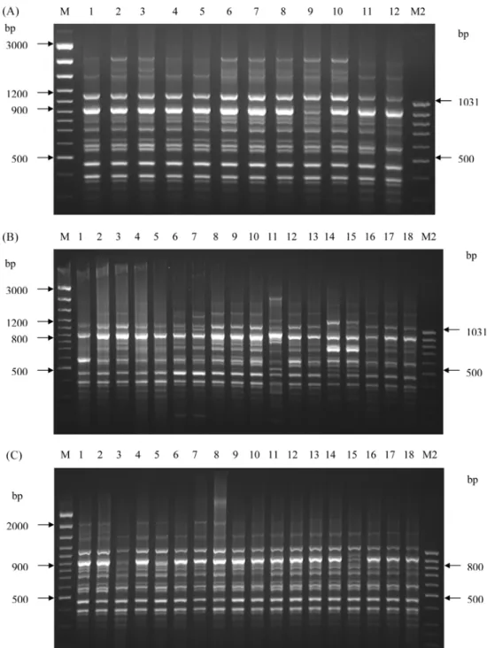 Fig. 1.  RAPD profiles of  Mycobacterium tuberculosis  strains with primer OPN-02. (A) Lane M-100 bp DNA marker ladder; 1-(162/