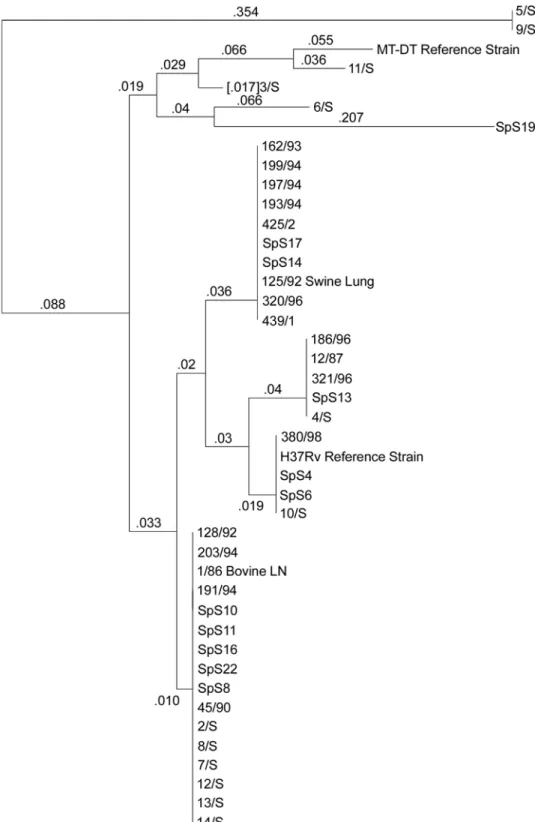 Fig. 2.  Dendrogram showing genetic relatedness among  Mycobacterium tuberculosis  strains with primer OPN-02.