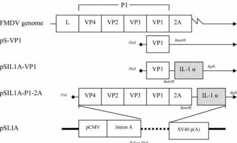 Fig. 1.  Schematic diagram of plasmid constructs expressing various FMDV proteins in the DNA-based mammalian expression vectors pCMV: human cytomegalovirus immediate-early promoter