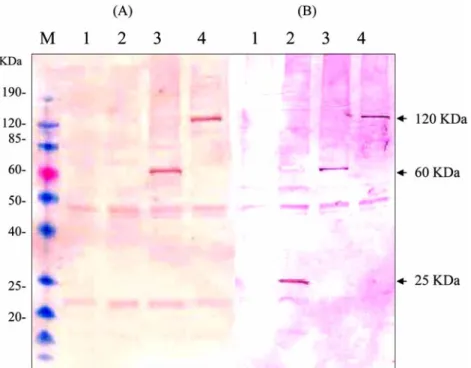Fig. 3.  Expression of recombinant proteins in transfected cells as detected by Western blot analysis with swine IL-1 α  antibody (A) or bovine FMDV- antiserum (B)