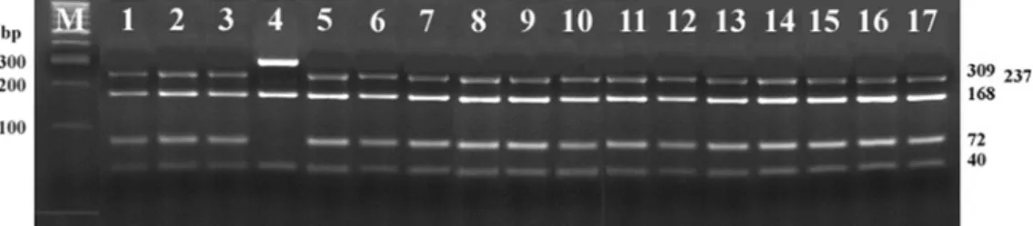 Fig. 3.  Phylogenic analyses of 23S rRNA gene sequences in Brachyspira  spp. The genetic distances are proportional to the relative sequence deviations between individual nucleotide sequences.