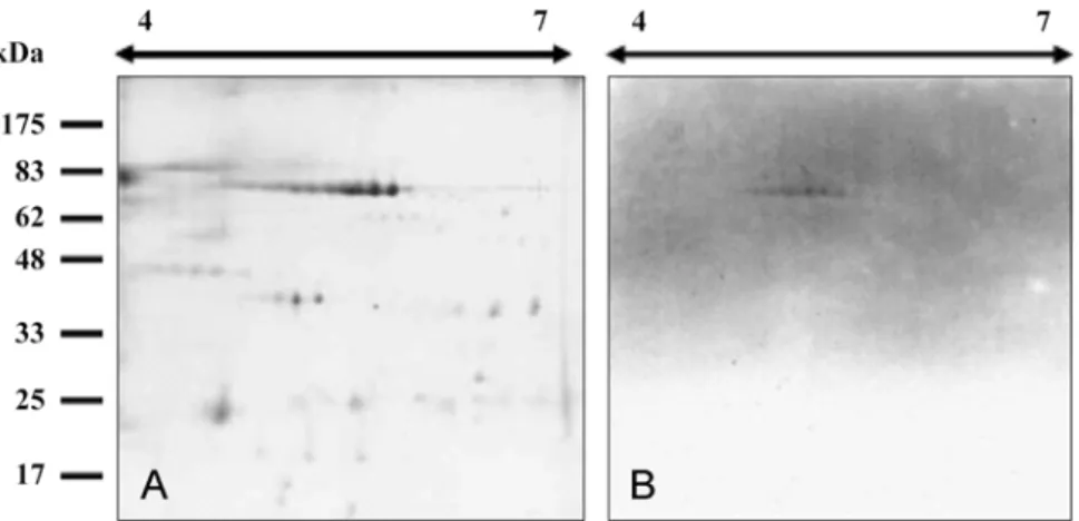 Fig. 3.  Identification of Immunoglobulin heavy chain on 2-DE immunoblot profile using R7B4-9 MAb
