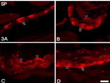 Fig. 4.  CGRP immunoreactivity in the stomach myenteric plexus of Korean native goat. 4A: rumen, B: reticulum, C: omasum, D: