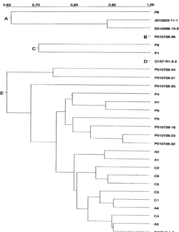 Fig. 4. The dendrogram constructed from RAPD data by UPGAMA method.