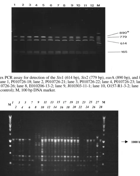 Fig. 3. RAPD patterns of 11 Korean isolates and 17 U.S. strains. Lane M, 1 kb DNA marker; lane 1, P010726-18; lane 2, P010726-21;