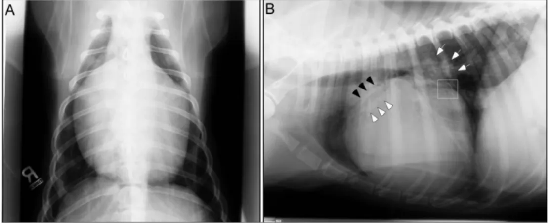 Fig. 3. Two-dimensional long axis echocardiogram (right parasternal two chamber view; A) and M- mode echocardiogram (right parasternal long axis, mitral valve level; B)