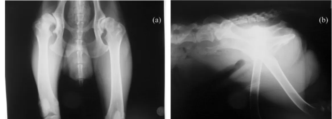 Fig. 2. A test implantation of the acetabular cup.