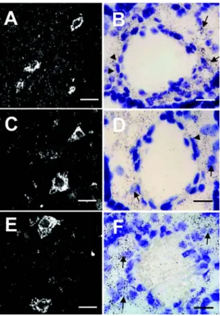 Fig. 3.  Expression of PlGF mRNA in rat placenta on day 19 (A and B) and 21 (C and D) by  in situ  hybridization histochemistry.