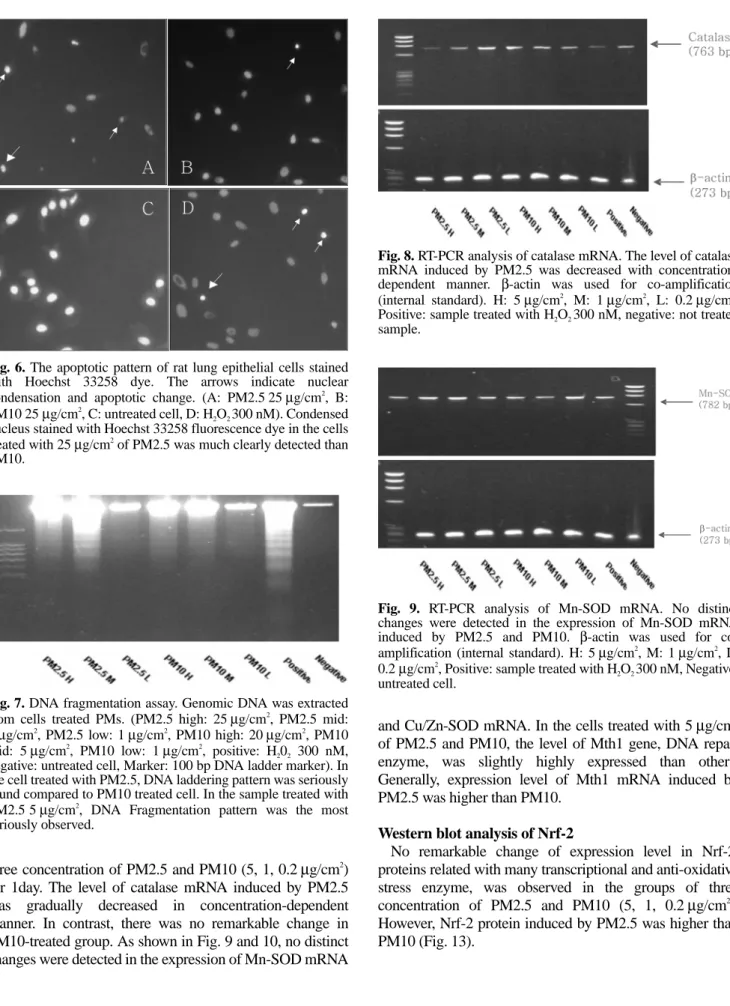 Fig. 6. The apoptotic pattern of rat lung epithelial cells stained with Hoechst 33258 dye
