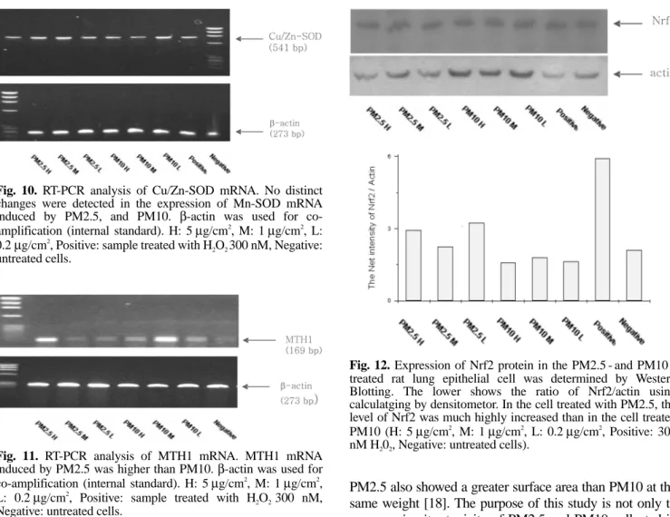 Fig. 11. RT-PCR analysis of MTH1 mRNA. MTH1 mRNA induced by PM2.5 was higher than PM10