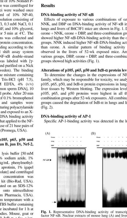 Fig. 1. Representative DNA-binding activity of transcription factor NF-κB. Nuclear extracts of mouse lung (A) and liver (B) exposed to toxicants for 52 wk were subjected to EMSA as described in Materials and Methods.