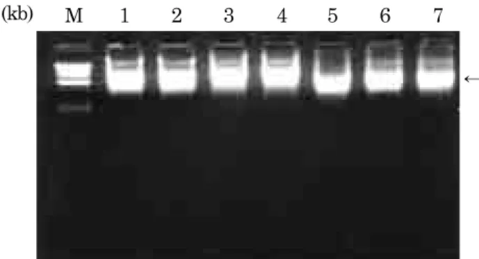 Fig. 2.. In vitro RNA transcripts from the linearized recombinant plasmid DNAs (M : 1kb DNA ladder, lanes 1-4 : pSFV-ORF5, lanes 5-7 : pSFV-helper)