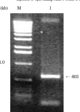Fig. 6. The RT-PCR product of ORF 5 gene from the infected BHK-21 cell lysates with recombinant virus particles.
