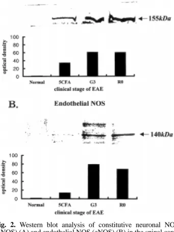 Fig. 2. Western blot analysis of constitutive neuronal NOS (nNOS) (A) and endothelial NOS (eNOS) (B) in the spinal cords of rats