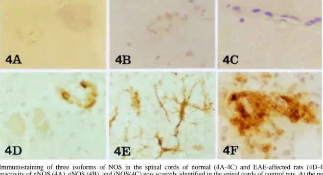 Fig. 4. Immunostaining of three isoforms of NOS in the spinal cords of normal (4A-4C) and EAE-affected rats (4D-4F)