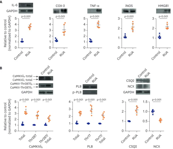 Figure 7. Exposure to RUA of 800 µg/m 3  increases inflammation, oxidative stress, and phosphorylation of Ca 2+ -handling proteins