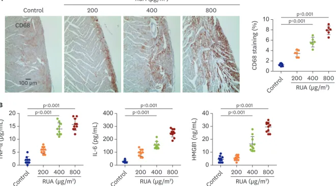 Figure 5. RUA dose-dependent increase of inflammation. (A) Typical CD68 DAB stain images of hearts at each dosage of RUA