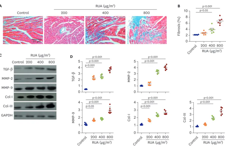 Figure 6. RUA dose-dependent increase of fibrosis. (A) Images of Masson trichrome staining patterns of heart at each dosage of RUA
