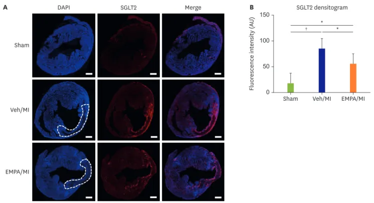 Figure 2. Expression of SGLT2 on mouse heart in infarcted area. (A) Representative images of immunofluorescence stain of SGLT2 on mouse heart 72 hours after  MI