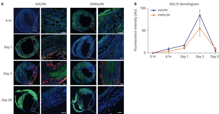 Figure 3. Transient expression of SGLT2 on ischemic mouse heart and suppressed SGLT2 expression on infarcted heart in EMPA treated group