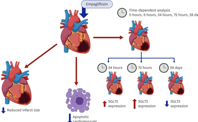 Figure 1. Proposed action of SGLT2 inhibition on ischemic heart. The study of Lee et al