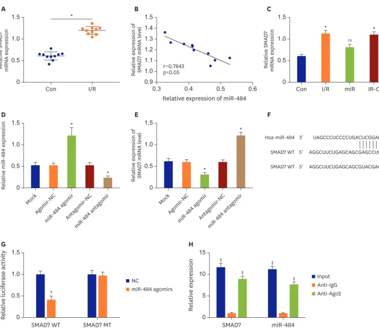 Figure 6. SMAD7 was the target gene of miR-484. (A) The expression of SMAD7 in ischemic myocardial tissue