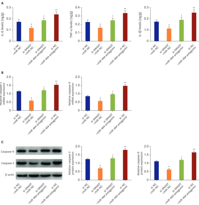 Figure 7. SMAD7 eliminated the protective effect of miR-484 on ischemic myocardium. (A) The concentrations of inflammatory factors in myocardial tissue of  each group