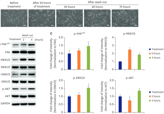 Figure 3. Reversible effects of a talin modulator. (A) HAoSMCs were treated with a talin modulator for 24 hours and then cultured in fresh media for 24, 48, and  72 hours