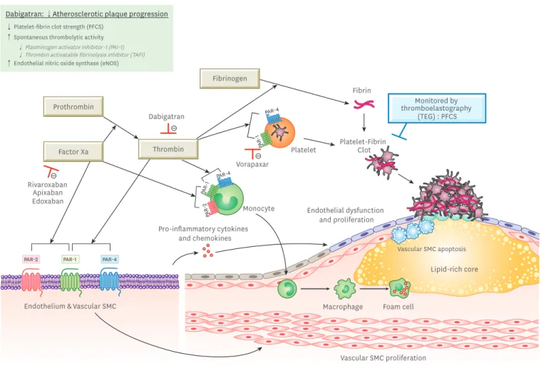 Figure 1. Role of factor Xa and thrombin in progression of atherothrombosis (modified from Capodanno et al
