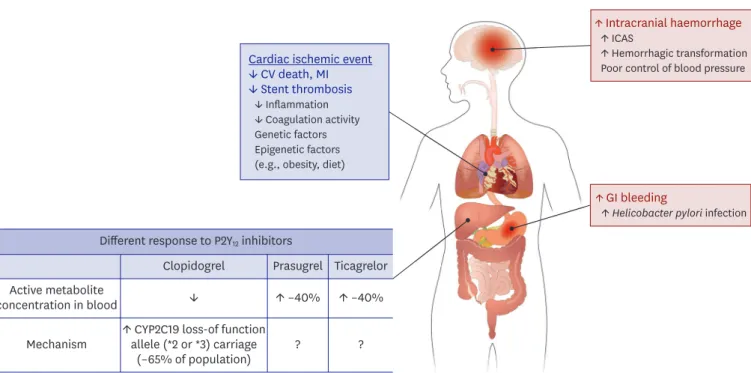 Figure 1. Unique ischemic and bleeding tendency and pharmacokinetics of P2Y 12  receptor inhibitors in East Asian population